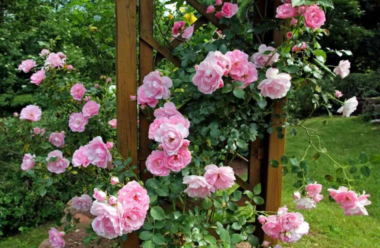 À quelle période faut-il tailler les rosiers ?, Vence, Cimes et Jardins