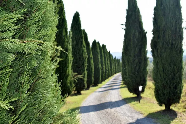Quand tailler les cyprès de Leyland ?, Vence, Cimes et Jardins